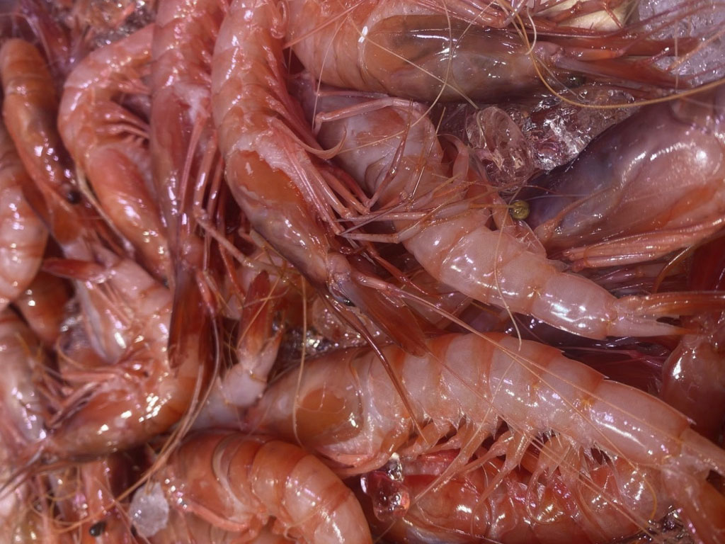 Gamba de Palamós a domicili